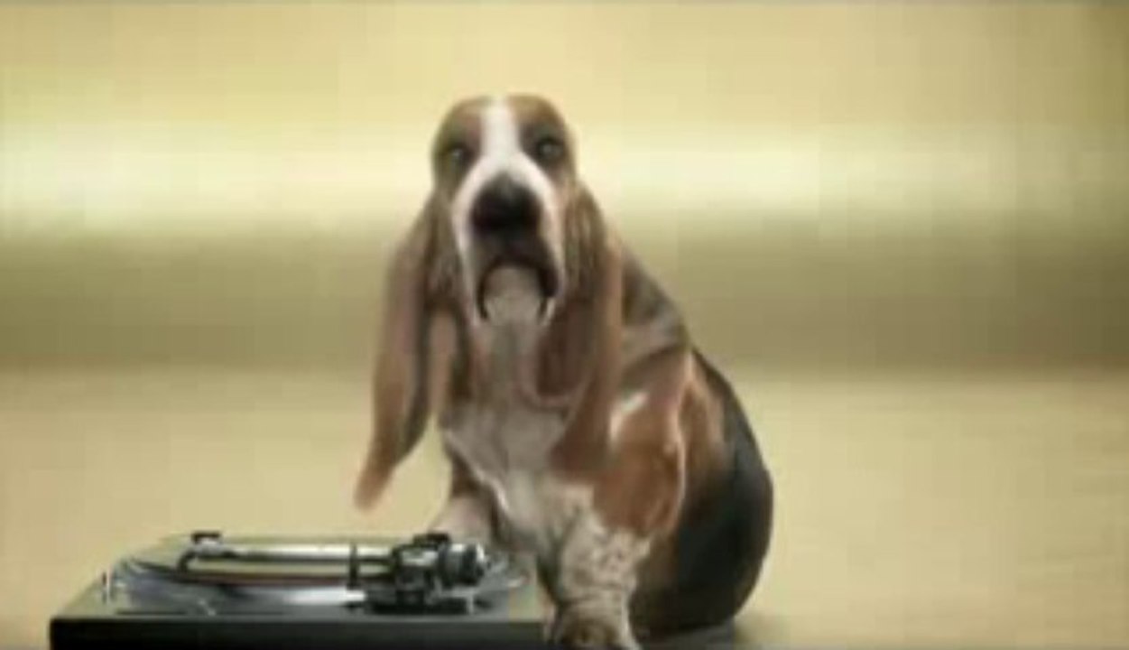 Chien DJ