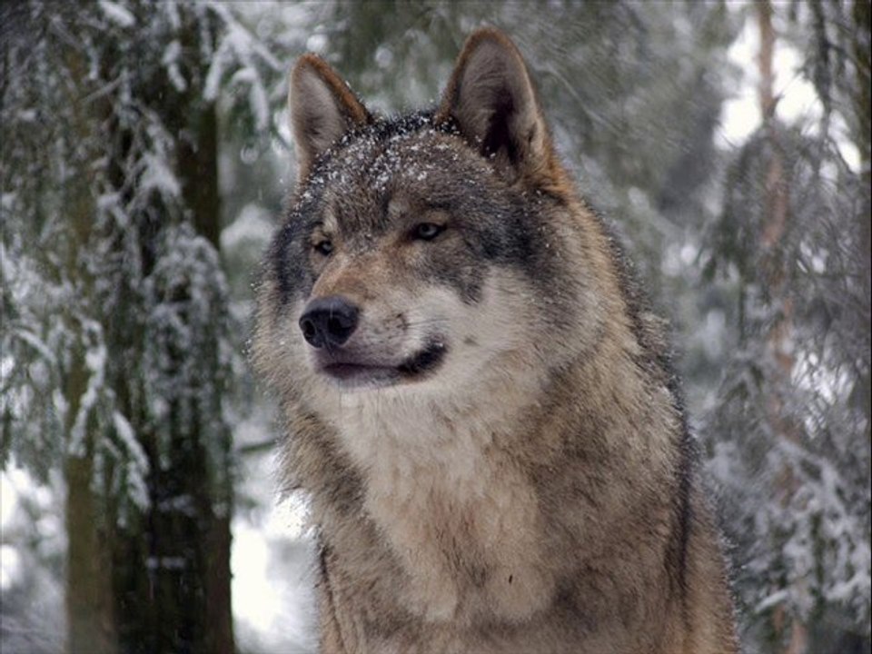 ALİ KINIK '' GİDELİMMİ BURALARDAN ''