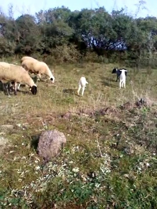 Şımarık Kuzular