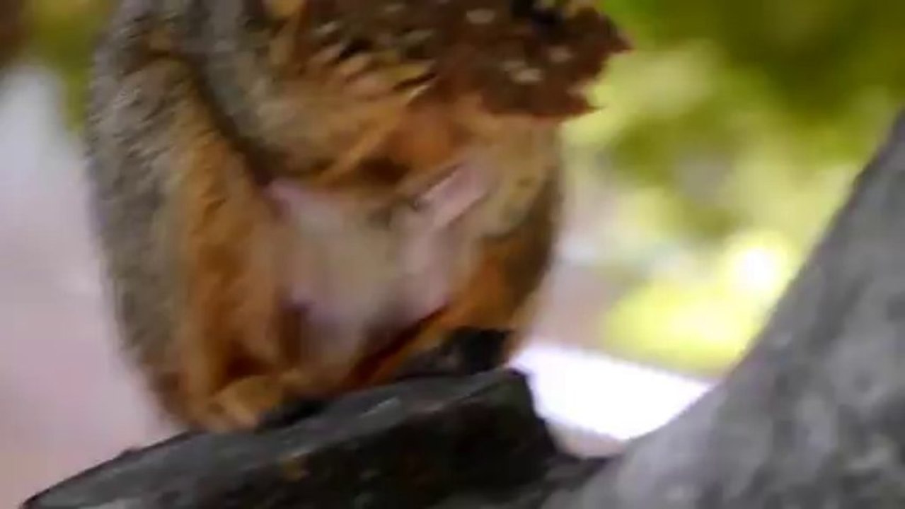 Squirrel Having Nom Noms