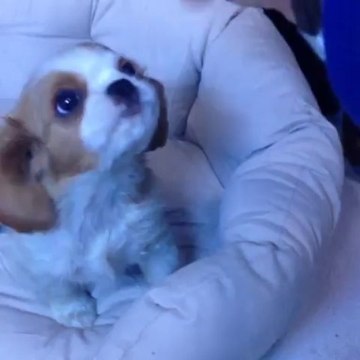 Satılık Köpek Cavalier King Charles Yavruları 05333974577