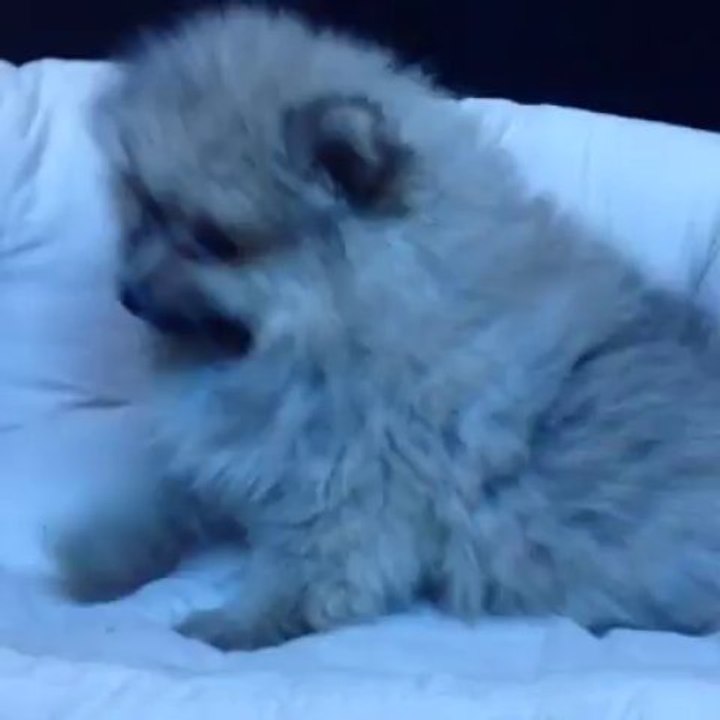 Satılık Köpek Boo Dog Pomeranian Yavruları 05333974577