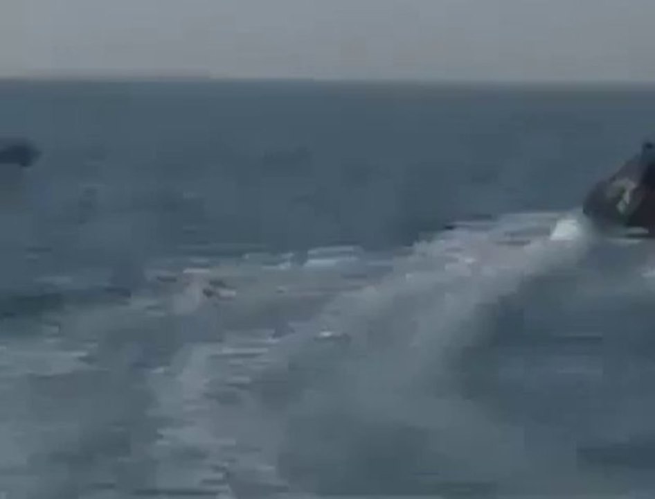 دلافين في بحر ‫‏غزة‬
