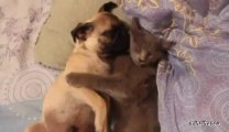 Cute dog snores and sleeps with a cat! Adorable...