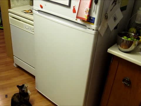 Two-Faced Kitten Doesn't Like Fridge Magnets!