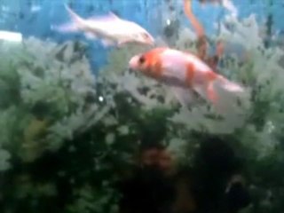 aquarium dr ziauddin hospital