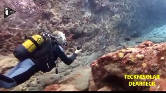 Les requins vont grincer des dents