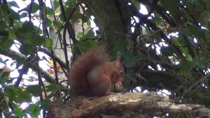 Vallée du Goêlo 2013