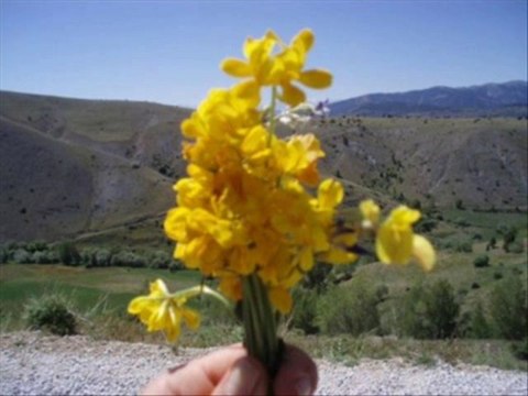 Özlem Özgür - Uzun Hava - Üsüdüm Durdum