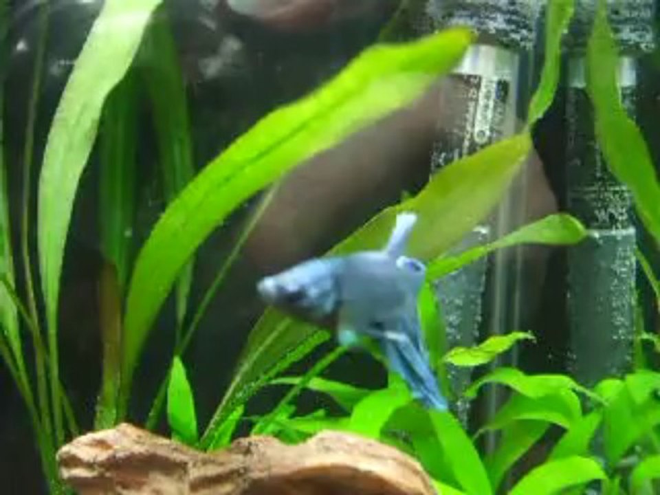 2014.01.15.2 - Fidji