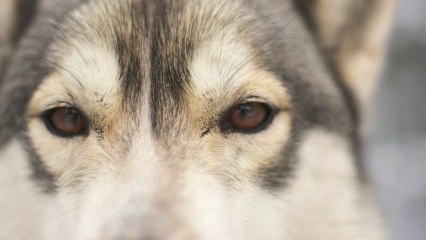 2014.01 Teaser Laponie 2014