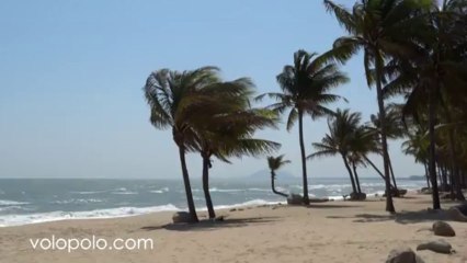 Coconuts and sand beach, Bang Krut Thailand
