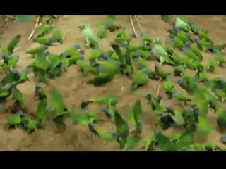 Kusbakisi Dunya BL 03 P3