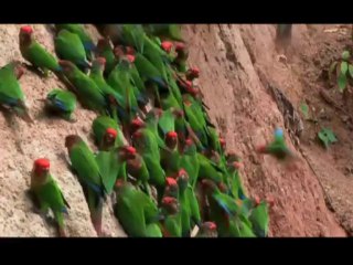 Kusbakisi Dunya BL 04 P1