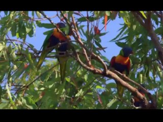 Kusbakisi Dunya BL 05 P1