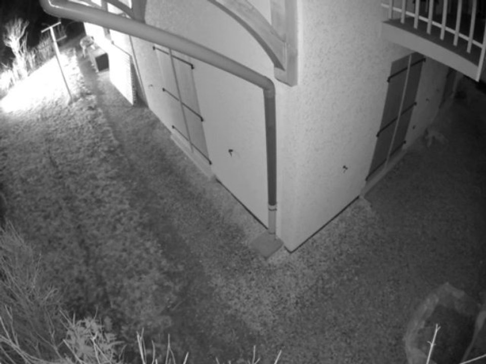 Le Renard 2014-01-10