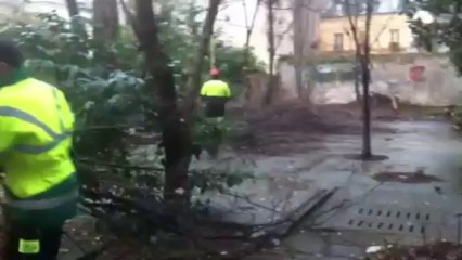 élagage au jardin des fêtes