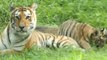 Virus Spread by Dogs Threatens India's Endangered Tigers