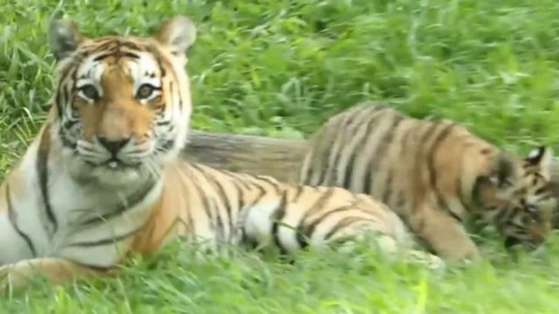 ⁣Virus Spread by Dogs Threatens India's Endangered Tigers