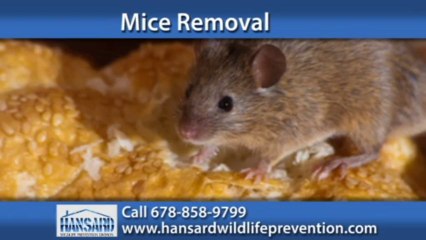 Conyers Animal Damage Repairs | Hansard Construction Wildlife Prevention Division Call 678-858-9799