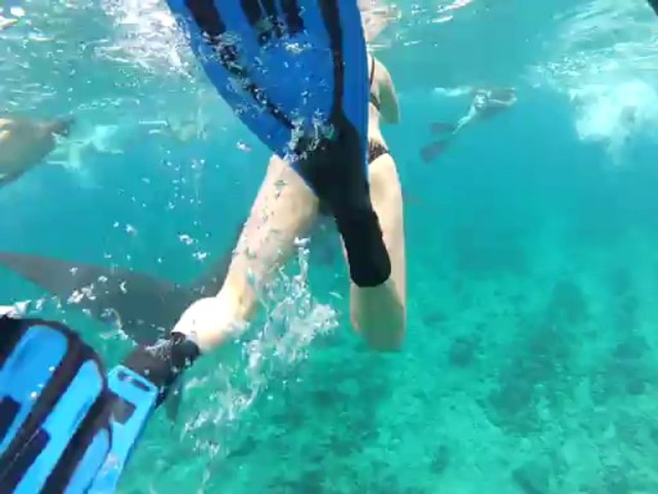 Requin Maldives