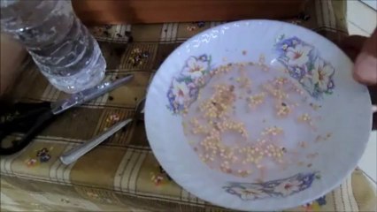 Biber Tohumu Nasıl Ekilir Dikilir