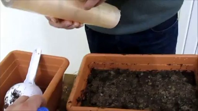 Domates Tohumu Nasıl Ekilir Dikilir Satışı