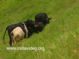 Dairy farm at Mattuppetty Munnar Kerala