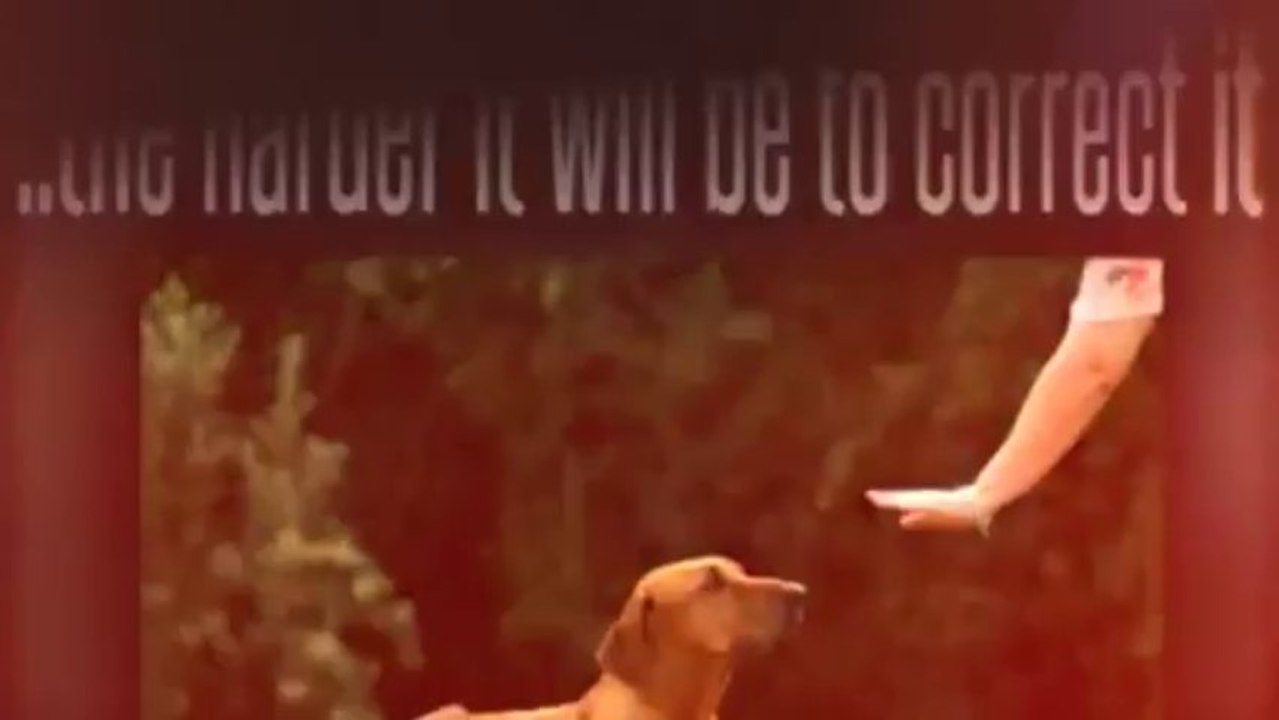 Dog Behavior: Why They Do It and How to Stop It