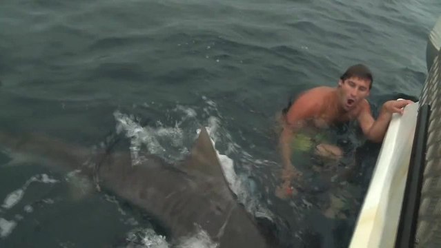 Attaque de requin évitée
