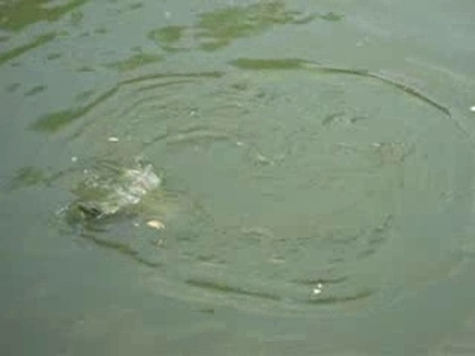 le poisson chat