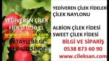 albion çilek fidesi,albion-çilek-fidesi,yediveren-çilek-ankara