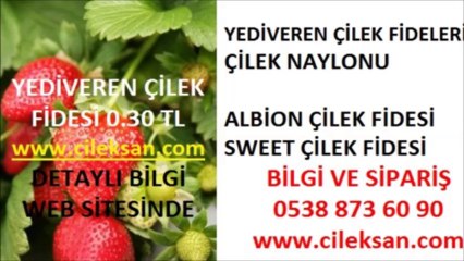 çilek fidesi çilek fidanı yediveren çilek fidesi