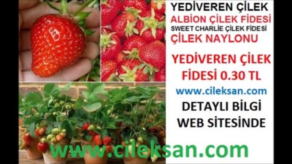 çilek fidesi fiyatları yediveren çilek fidesi çilek fidesi satış albion