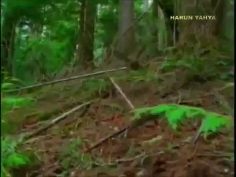 Baykuş hakkında bilgi