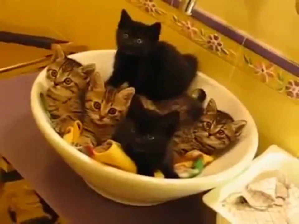 5 Crazy Funny cats 5 Şaşkın Kedi Yavrusu Komik Kedi Videoları Youtube