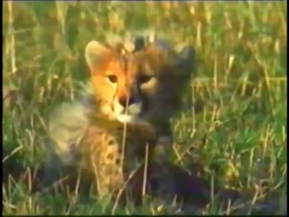 Aslan Çıta Kapışması