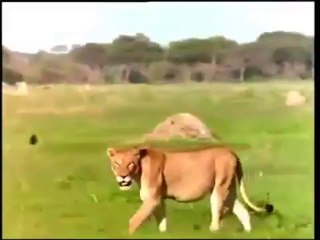 aslan sırtlanın kafasını parçaladı sırtlan ölmedi izle yin, başka yerde yok