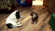 Çok Komik Kedi ve Köpek Kavgası (boks)