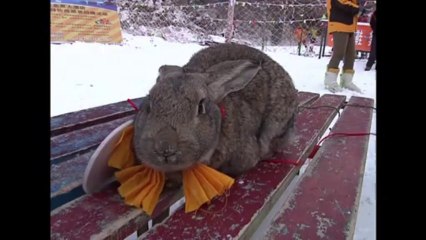 سلحفاة تسبق أرنبا في سباق تزلج في الصين