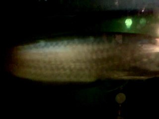 Arowana