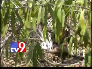 Farmers terrified as Cheetah roams freely in village
