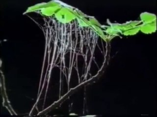 Dev Örümcekler Türkce Dublaj HD tek parca