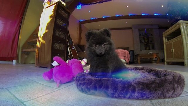 CHIOT SPITZ NAIN - 3 Mois -Chien Spitz Allemand Nain - GoPro HD