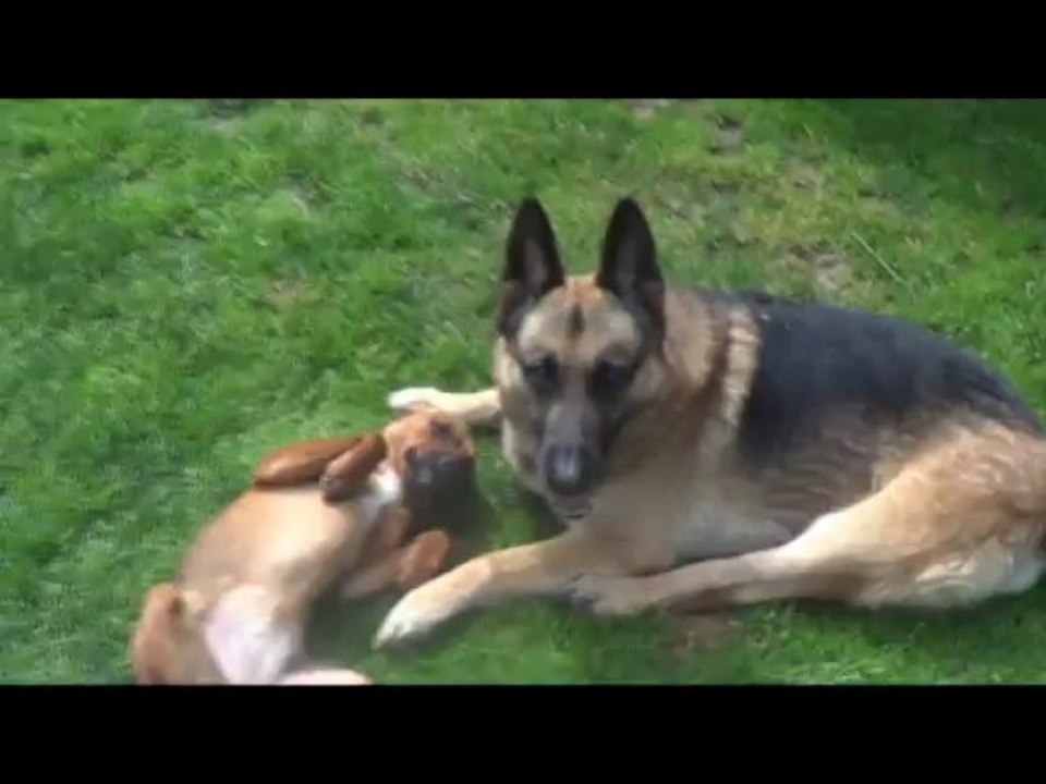 MUZZLE GRAB
