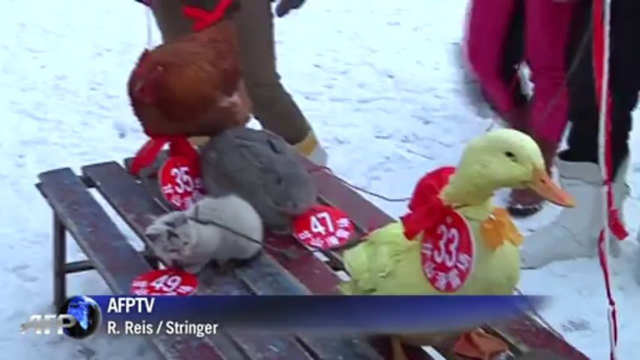Tiere liefern sich harten ski-wettkampf