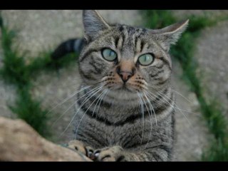 CIPAM - Collecte à Mantes la Jolie