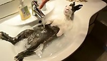 Bunny Falls Asleep in the Bath