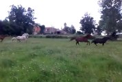Haras Bras de Fer : des chevaux heureux !