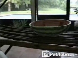 Parrot Loses Its Chips